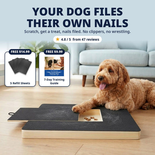 Goldendoodle filing his own nails on the ScratchStash board